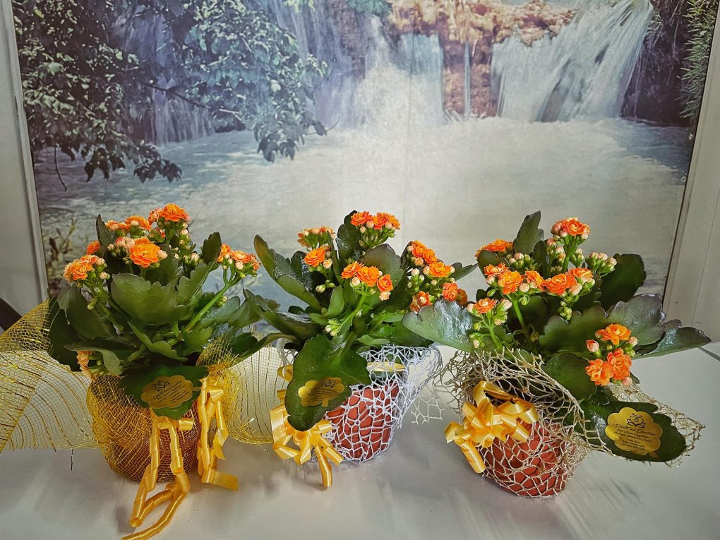 I petali del paradiso Polla (17)